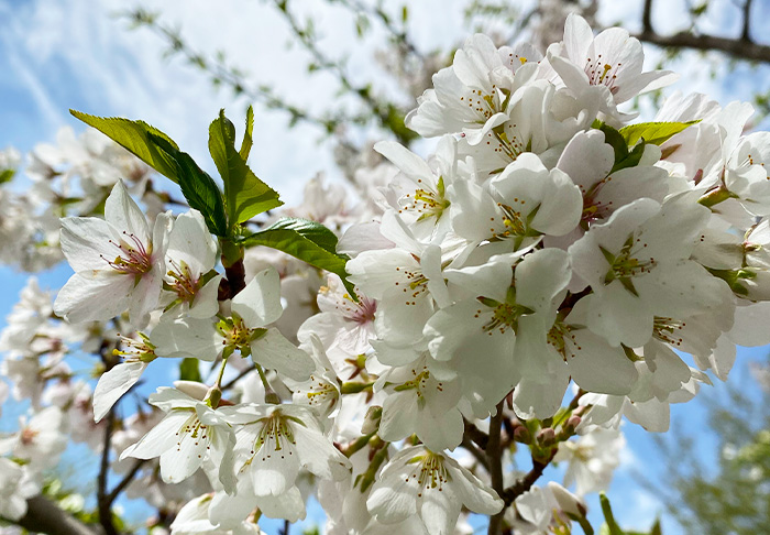 apple blossoms